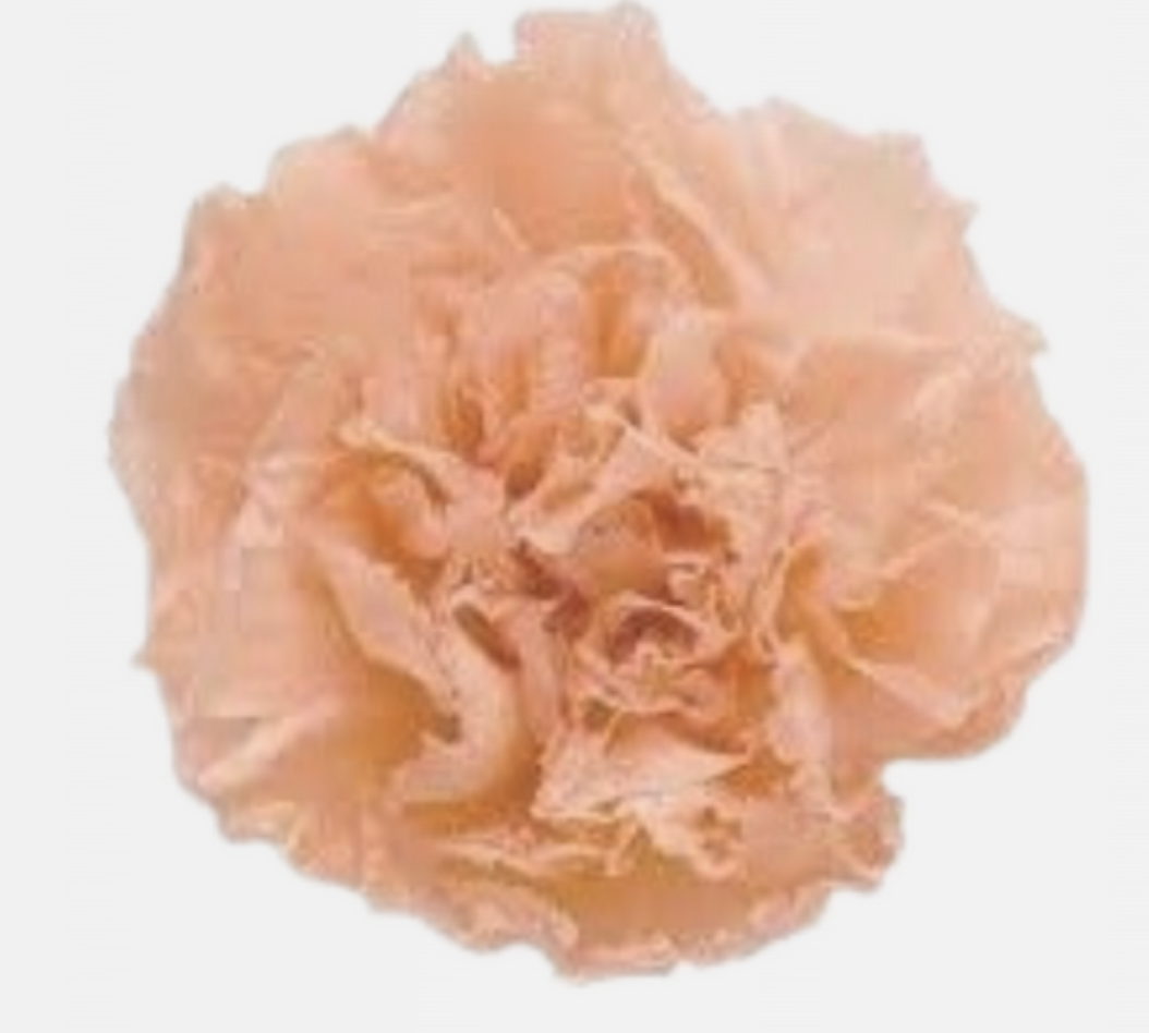 Carnations - Fancy